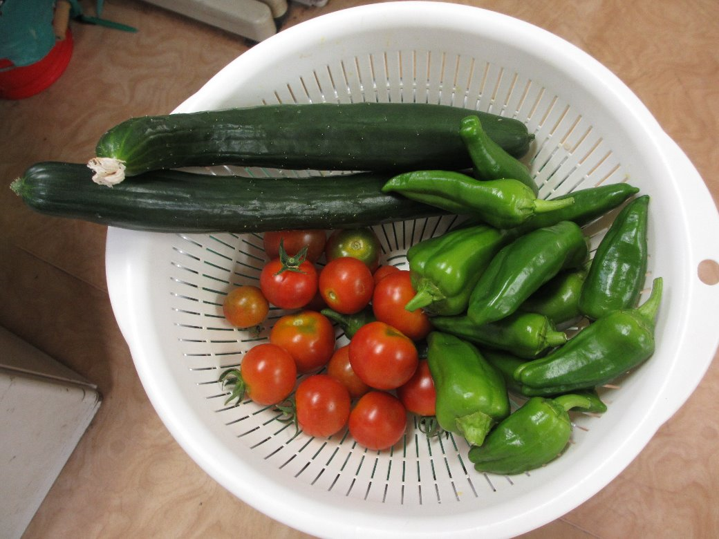 夏野菜を収穫しました！