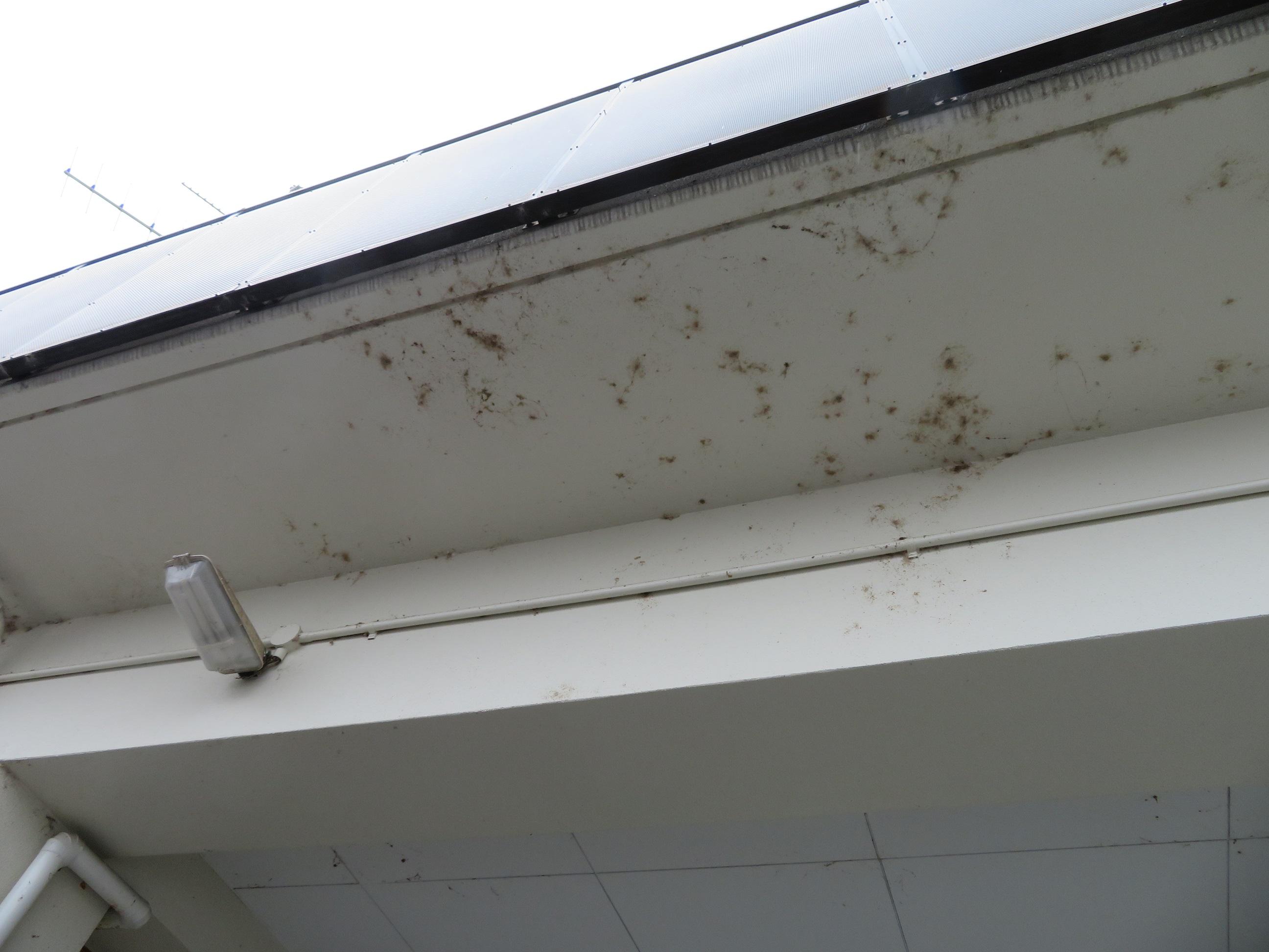 長年、アルテンハイム裏の天井が蜘蛛の巣だらけになっていました。