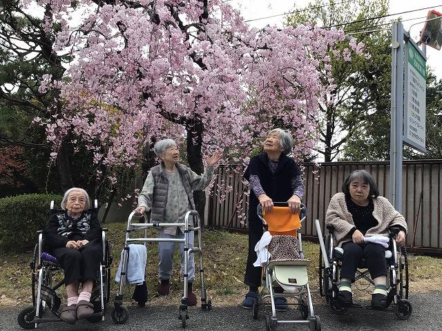 桜の花を見に散歩しました。