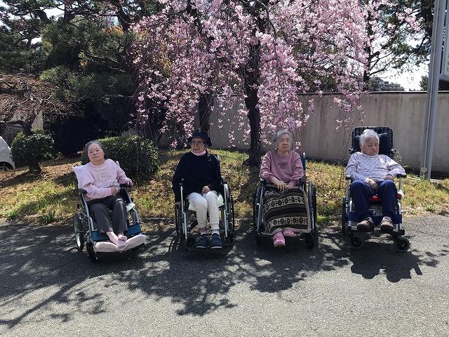 桜花見を行いました。